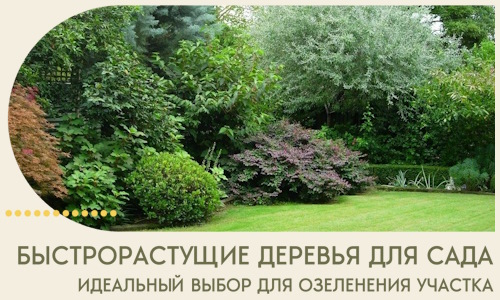 Быстрорастущие деревья для сада идеальный выбор в Воронеже