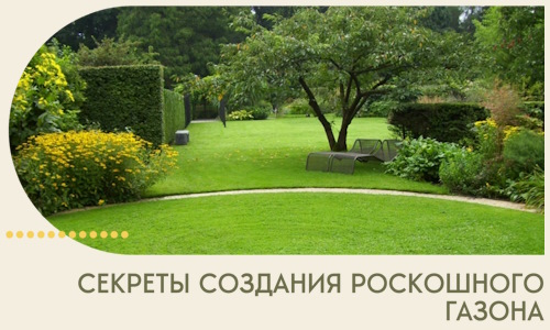 Секреты создания роскошного газона в Воронеже